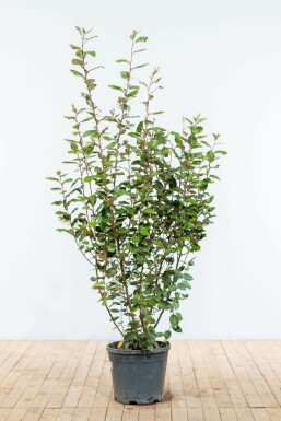 Olijfwilg Elaeagnus Ebbingei 150-175 cm