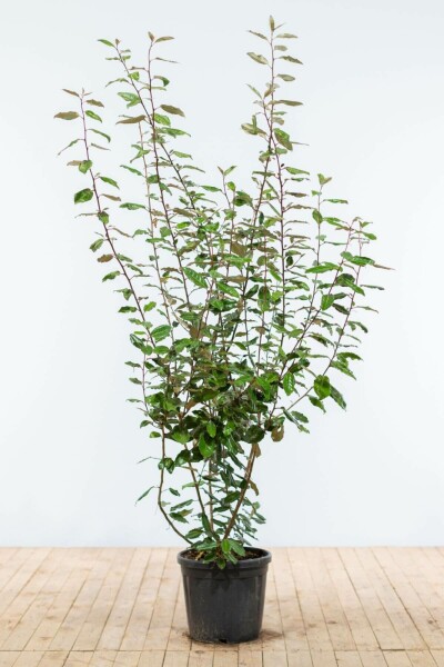 Olijfwilg Elaeagnus Ebbingei 175-200 cm