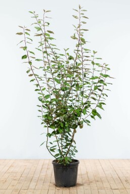 Olijfwilg Elaeagnus Ebbingei 175-200 cm