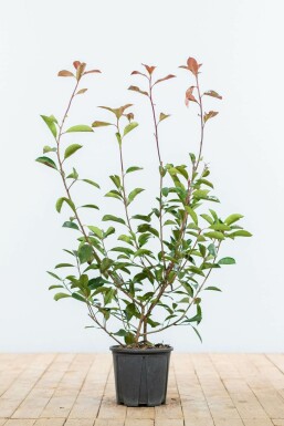 Glansmispel Photinia fraseri Red Robin Haag 60-80 Kluit Glansmispel Photinia Fraseri Red Robin 60-80 cm