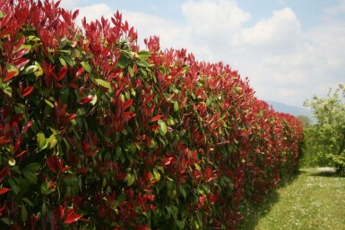 Glansmispel Photinia fraseri Red Robin Haag 60-80 Kluit