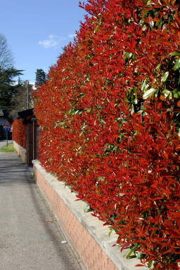 Glansmispel Photinia Fraseri Red Robin 60-80 cm