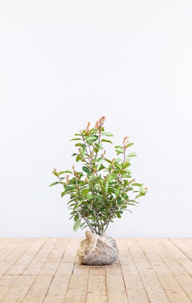 Glansmispel Photinia Fraseri Red Robin 60-80 cm - Kluit