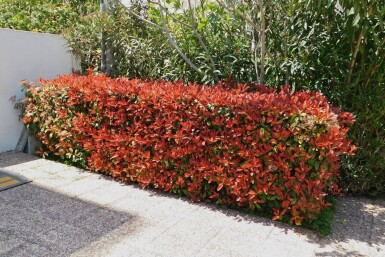 Glansmispel Photinia Fraseri Red Robin 60-80 cm - Kluit