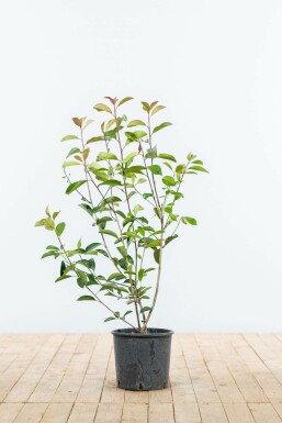 Glansmispel Photinia Fraseri Red Robin 80-100 cm