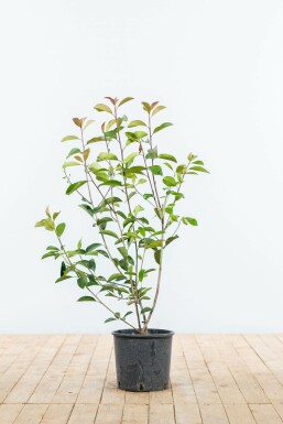 Glansmispel Photinia Fraseri Red Robin