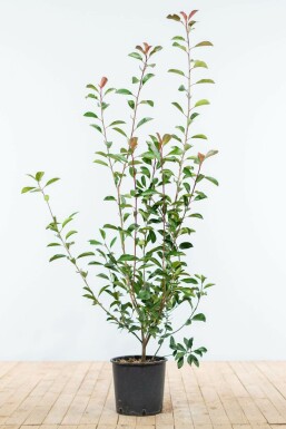 Glansmispel Photinia Fraseri Red Robin