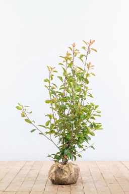 Glansmispel Photinia Fraseri Red Robin 125-150 cm - Kluit