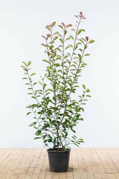 Glansmispel Photinia Fraseri Red Robin 150-175 cm