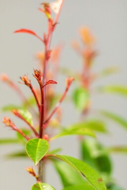 Glansmispel Photinia Fraseri Red Robin 150-175 cm