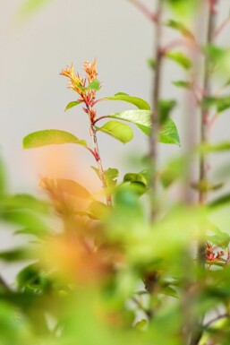 Glansmispel Photinia Fraseri Red Robin 150-175 cm