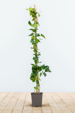 Klimop Hedera hibernica Haag 80-100 Pot Klimop / Hedera Hibernica 80-100 cm