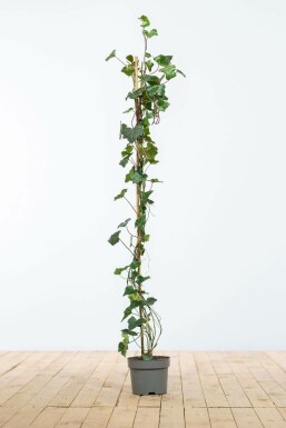 Klimop / Hedera Hibernica 100-125 cm