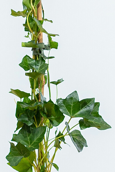 Klimop / Hedera Hibernica 100-125 cm