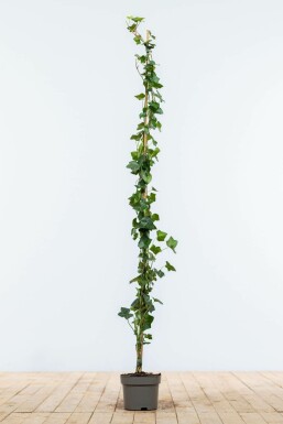 Klimop Hedera hibernica Haag 125-150 Pot Klimop / Hedera Hibernica 125-150 cm