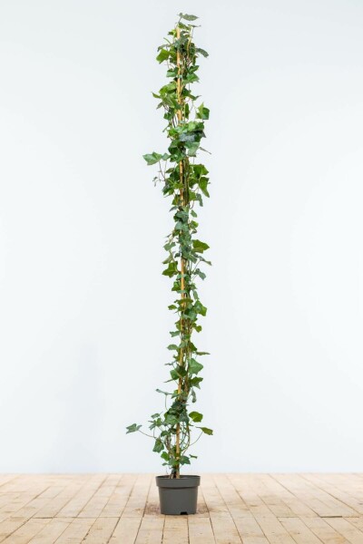 Klimop / Hedera Hibernica 150-175 cm
