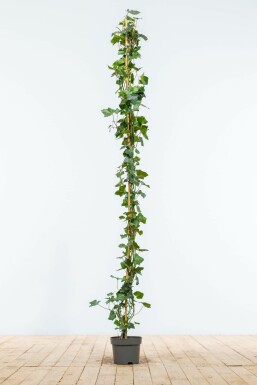 Klimop Hedera hibernica Haag 150-175 Pot Klimop / Hedera Hibernica 150-175 cm