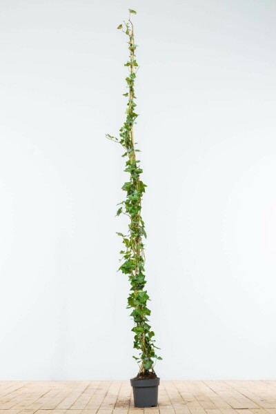 Klimop / Hedera Hibernica 175-200 cm