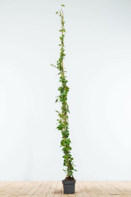 Klimop Hedera hibernica Haag 175-200 Pot Klimop / Hedera Hibernica 175-200 cm