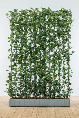 Klimop / Hedera Hibernica