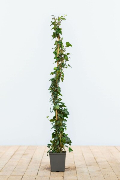 Klimop / Hedera Helix 80-100 cm