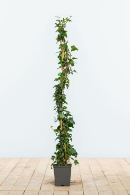 Klimop Hedera helix Haag 80-100 Pot Klimop / Hedera Helix 80-100 cm