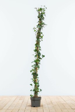 Klimop Hedera helix Haag 100-125 Pot Klimop / Hedera Helix 100-125 cm