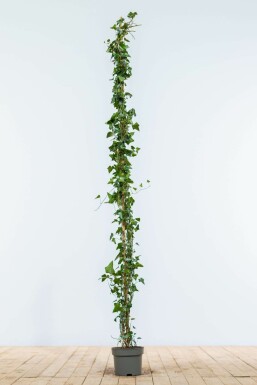 Klimop Hedera helix Haag 150-175 Pot Klimop / Hedera Helix 150-175 cm