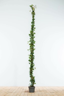 Klimop / Hedera Helix