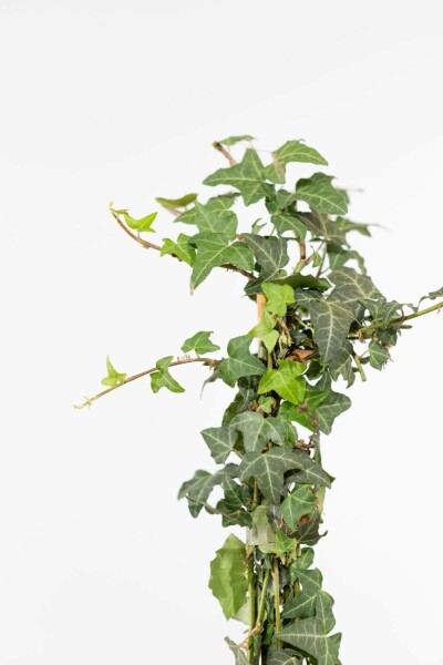 Klimop / Hedera Helix 175-200 cm