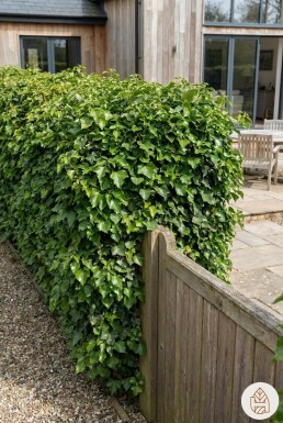 Klimop / Hedera Helix 175-200 cm