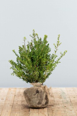 Japanse Hulst / Ilex Crenata Blondie