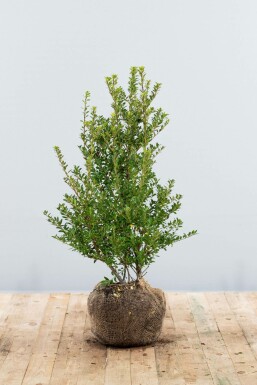 Japanse Hulst / Ilex Crenata Blondie 60-80 cm