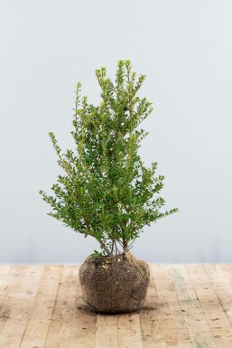 Japanse Hulst / Ilex Crenata Blondie