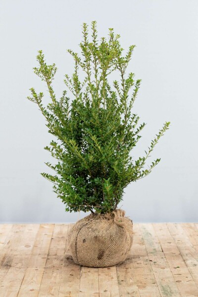 Japanse Hulst / Ilex Crenata Blondie 80-100 cm