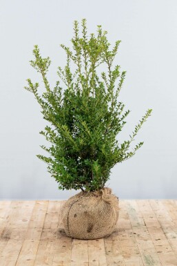 Japanse Hulst / Ilex Crenata Blondie 80-100 cm