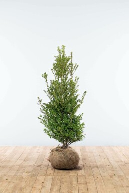 Japanse Hulst Ilex crenata Blondie Haag 100-125 Kluit Japanse Hulst / Ilex Crenata Blondie 100-125 cm