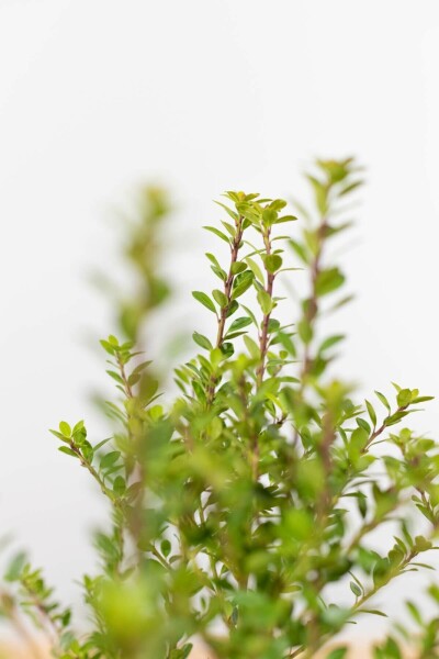 Japanse Hulst Ilex crenata Blondie Haag 100-125 Kluit Japanse Hulst / Ilex Crenata Blondie 100-125 cm