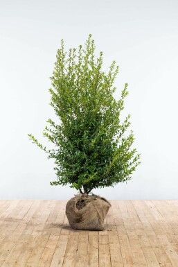 Japanse Hulst Ilex crenata Blondie Haag 125-150 Kluit Japanse Hulst / Ilex Crenata Blondie 125-150 cm