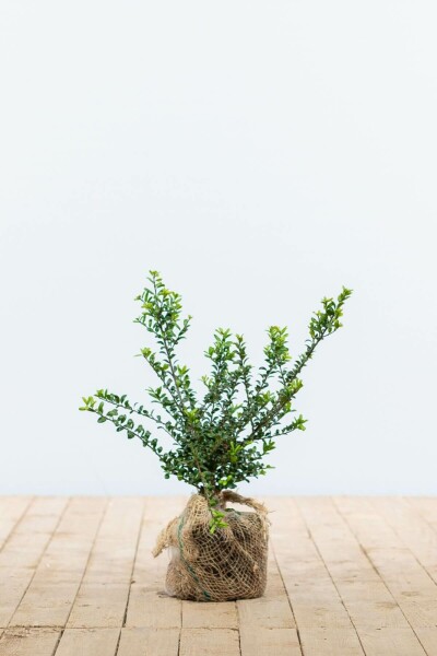 Chinese Hulst / Ilex Crenata Convexa 20-30 cm