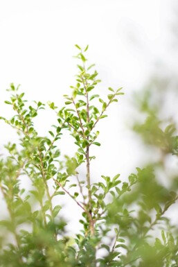 Chinese Hulst / Ilex Crenata Convexa 20-30 cm