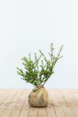 Chinese Hulst / Ilex Crenata Convexa