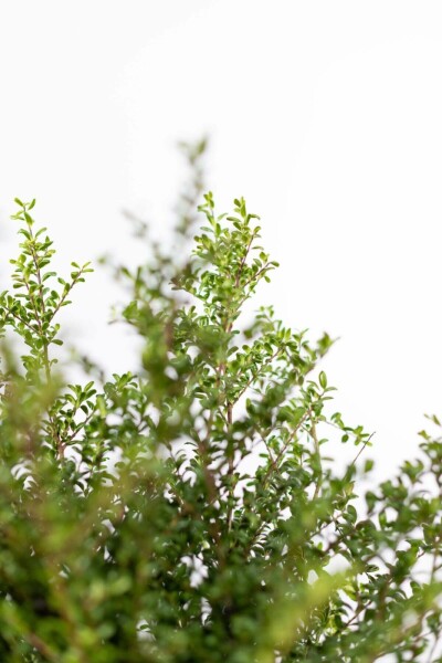 Chinese Hulst / Ilex Crenata Convexa 30-40 cm