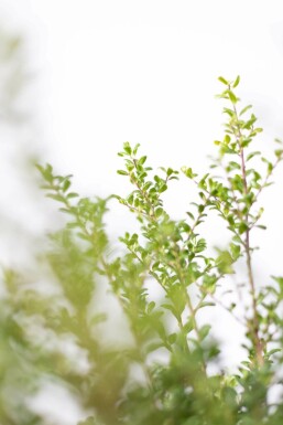 Chinese Hulst / Ilex Crenata Convexa 30-40 cm
