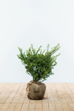 Chinese Hulst Ilex crenata Convexa Haag 40-50 Kluit