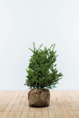 Chinese Hulst / Ilex Crenata Convexa 50-60 cm