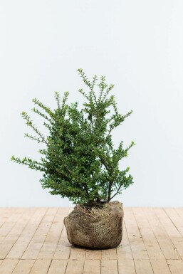 Chinese Hulst / Ilex Crenata Convexa