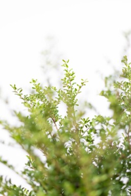 Chinese Hulst / Ilex Crenata Convexa 60-80 cm