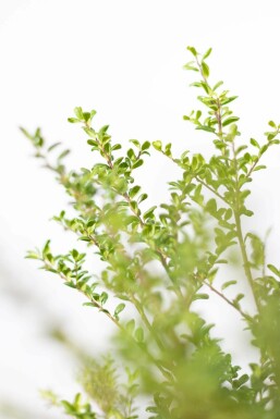 Chinese Hulst / Ilex Crenata Convexa 60-80 cm