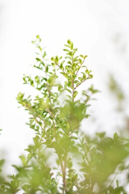 Chinese Hulst / Ilex Crenata Convexa 60-80 cm